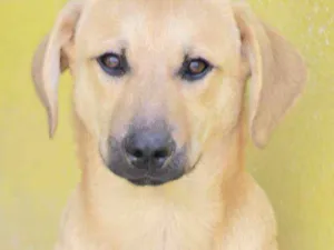 Cachorro raça  idade 2 a 6 meses nome Bob Filhote