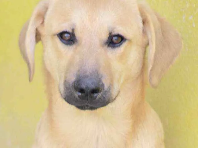 Cachorro ra a  idade 2 a 6 meses nome Bob Filhote