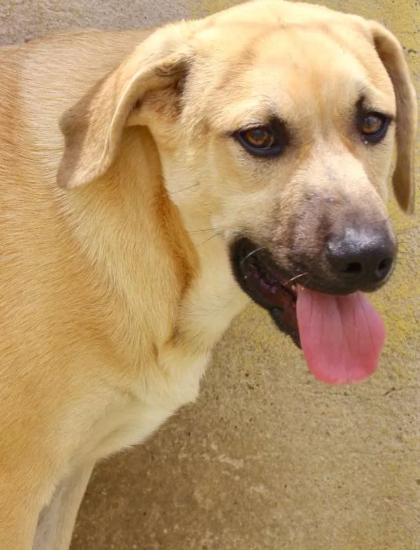 Cachorro ra a  idade 2 a 6 meses nome Billy Filhote