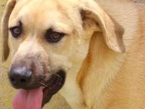 Cachorro raça  idade 2 a 6 meses nome Billy Filhote