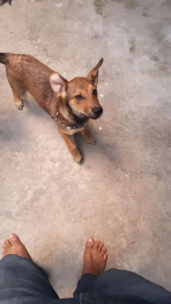 Cachorro ra a SRD idade 2 a 6 meses nome Teca