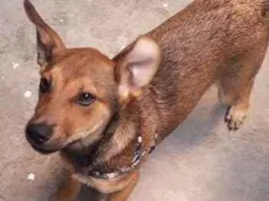 Cachorro raça SRD idade 2 a 6 meses nome Teca