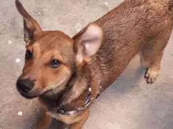 Cachorro ra a SRD idade 2 a 6 meses nome Teca