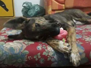 Cachorro raça Pastor alemão + vira lata idade 7 a 11 meses nome Catuaba