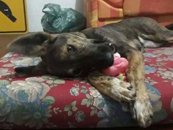 Cachorro ra a Pastor alemão + vira lata idade 7 a 11 meses nome Catuaba
