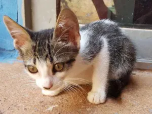 Gato raça Srd idade 2 a 6 meses nome Sem nome
