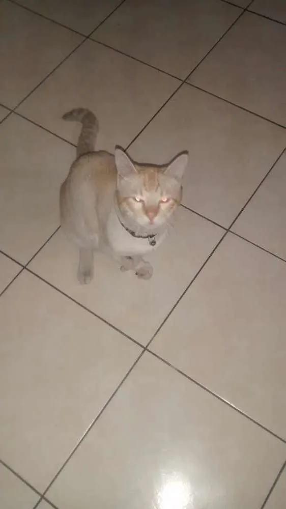 Gato ra a Gato idade 3 anos nome Floco Manoel
