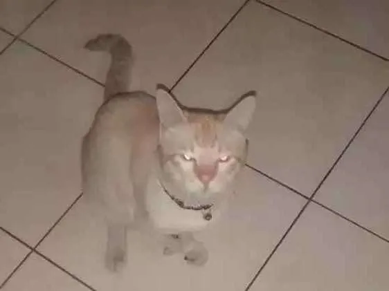 Gato ra a Gato idade 3 anos nome Floco Manoel