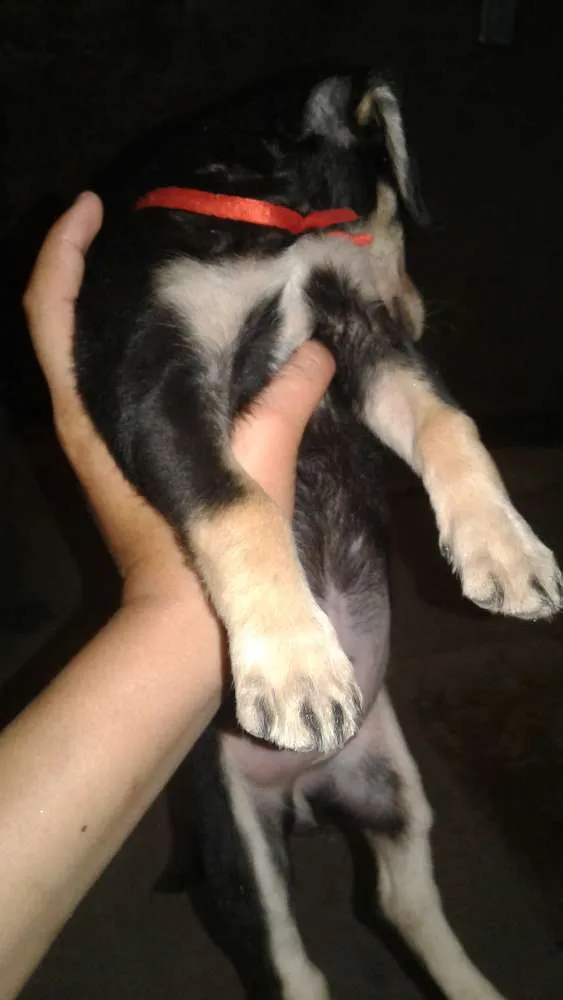 Cachorro ra a SRD idade Abaixo de 2 meses nome Pretinha 