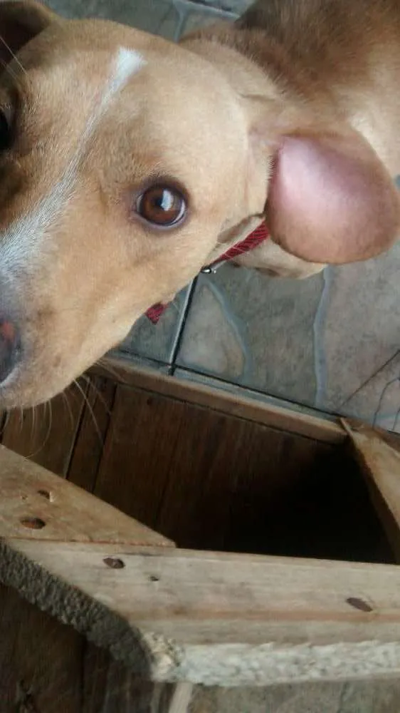 Cachorro raça Srd idade 3 anos nome Polar