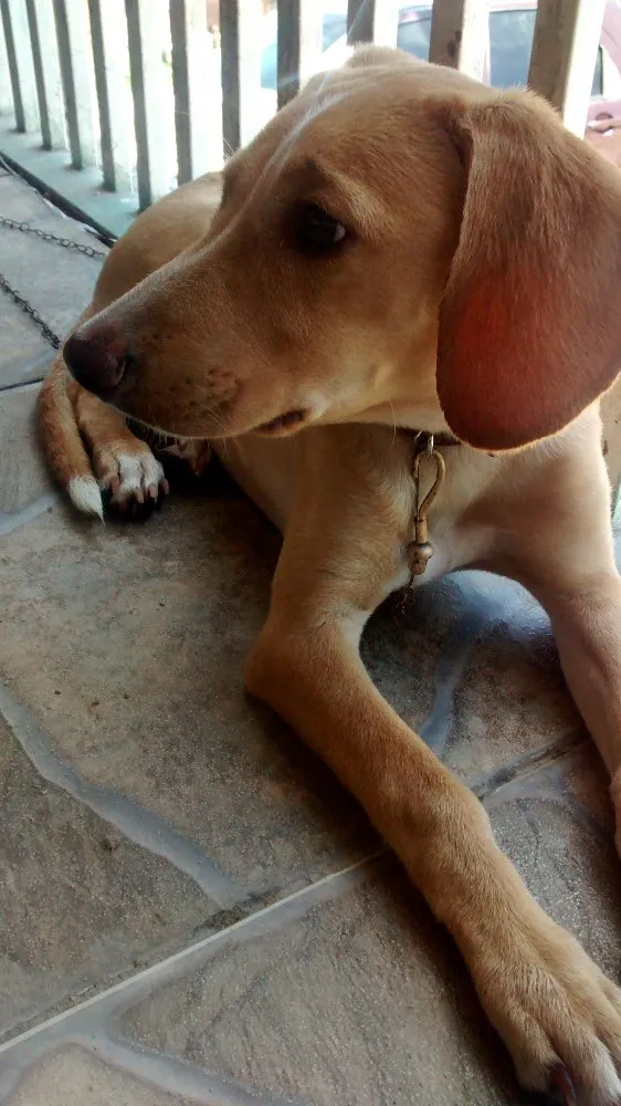 Cachorro raça Srd idade 3 anos nome Polar