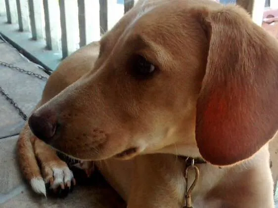 Cachorro raça Srd idade 3 anos nome Polar