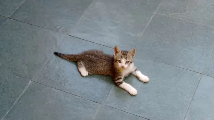 Gato raça Não sei  idade Abaixo de 2 meses nome Pingo