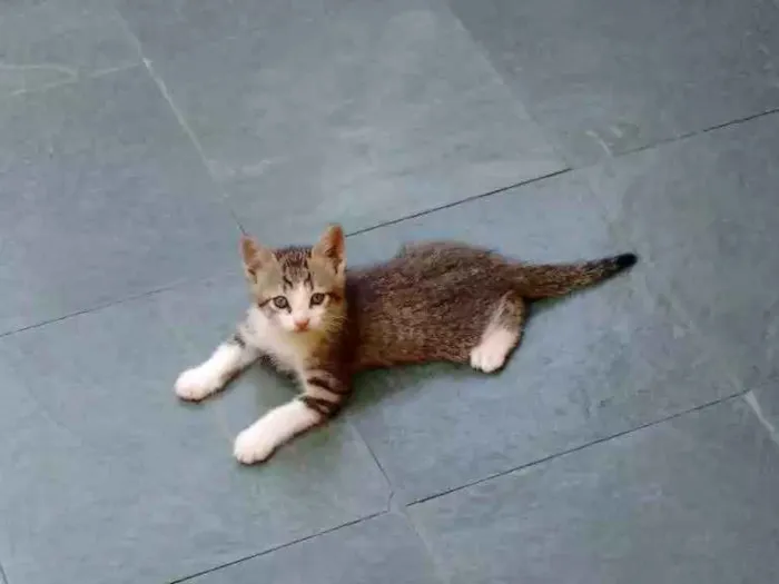 Gato raça Não sei  idade Abaixo de 2 meses nome Pingo