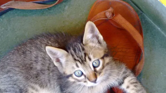 Gato raça Não sei idade Abaixo de 2 meses nome Sansão