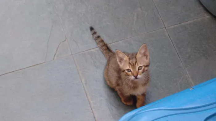 Gato raça Não sei idade Abaixo de 2 meses nome Alex