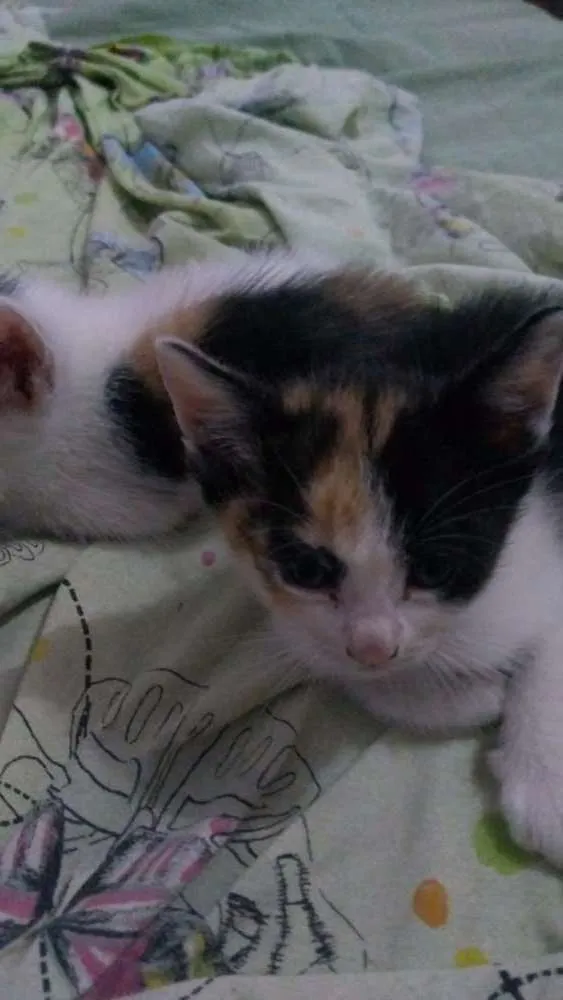 Gato ra a Sdr idade Abaixo de 2 meses nome Baby