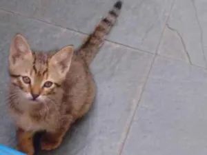 Gato raça Não sei idade Abaixo de 2 meses nome Alex