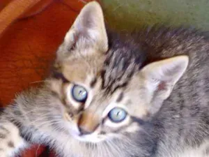 Gato raça Não sei idade Abaixo de 2 meses nome Sansão