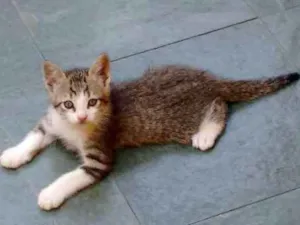 Gato raça Não sei  idade Abaixo de 2 meses nome Pingo