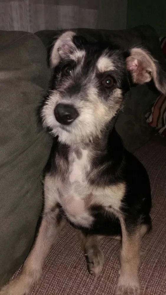 Cachorro ra a Srd idade 2 a 6 meses nome Sofia