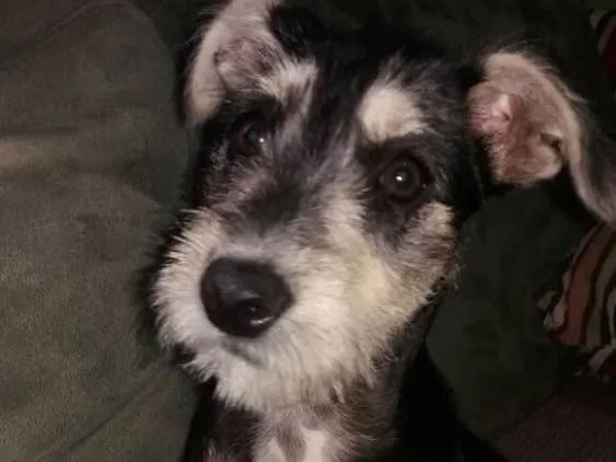 Cachorro ra a Srd idade 2 a 6 meses nome Sofia