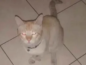 Gato raça Gato idade 3 anos nome Floco Manoel
