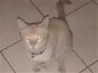 Gato raça Gato idade 3 anos nome Floco Manoel