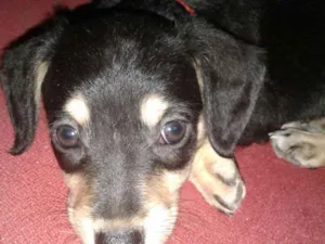 Cachorro raça SRD idade Abaixo de 2 meses nome Pretinha 