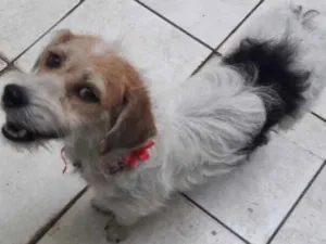 Cachorro raça Srd idade 1 ano nome Lolla