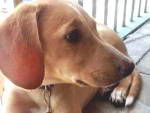 Cachorro raça Srd idade 3 anos nome Polar