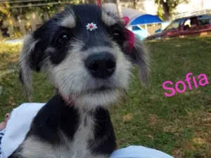 Cachorro raça Srd idade 2 a 6 meses nome Sofia