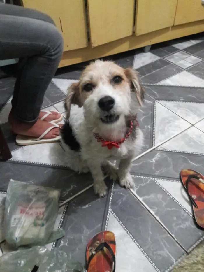 Cachorro ra a Srd idade 1 ano nome Lolla