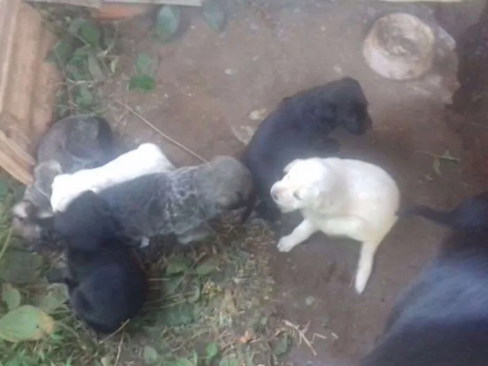 Cachorro ra a Labrador idade  nome Sem nome