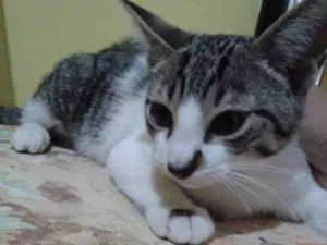 Gato raça vira-lata idade 2 a 6 meses nome José ou zezinho