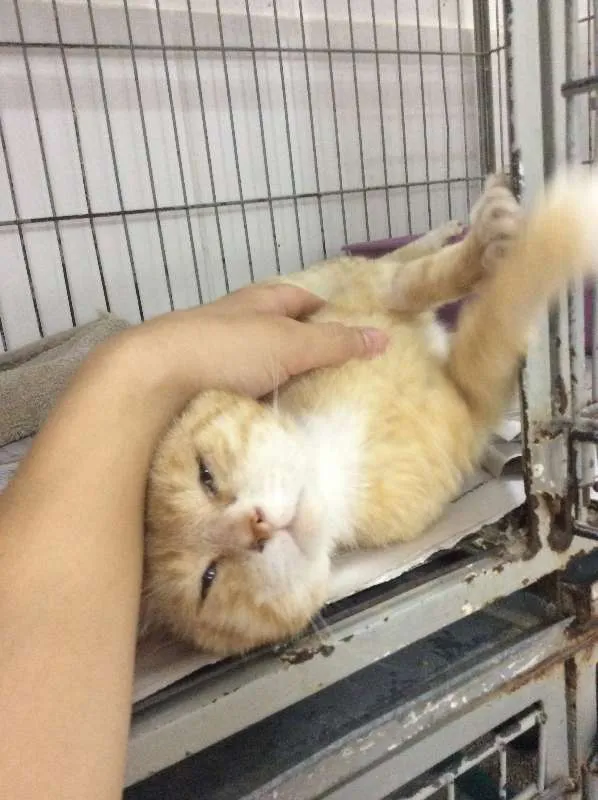 Gato ra a SRD idade 1 ano nome Sem nome