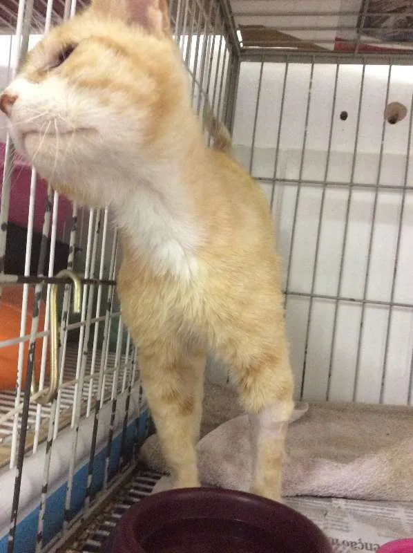 Gato ra a SRD idade 1 ano nome Sem nome