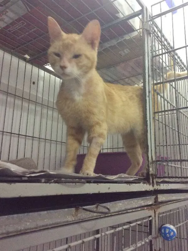 Gato ra a SRD idade 1 ano nome Sem nome