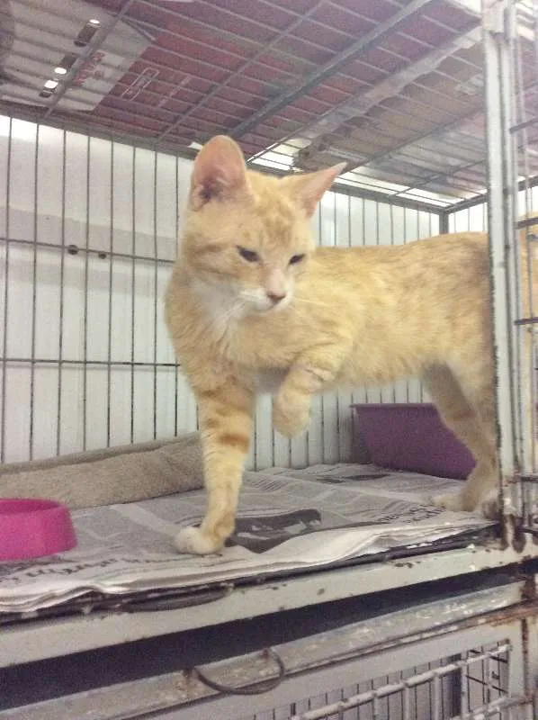 Gato ra a SRD idade 1 ano nome Sem nome
