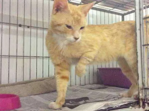 Gato ra a SRD idade 1 ano nome Sem nome