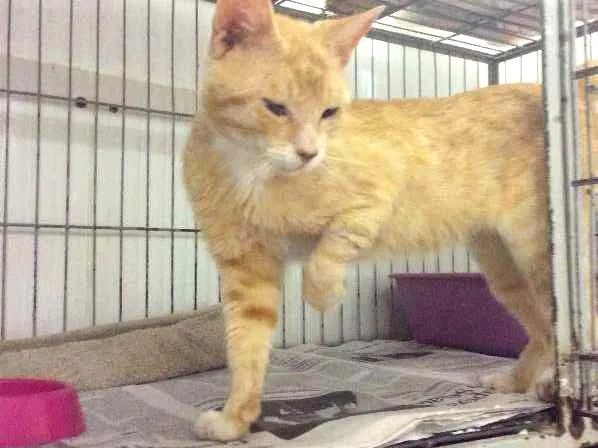 Gato ra a SRD idade 1 ano nome Sem nome