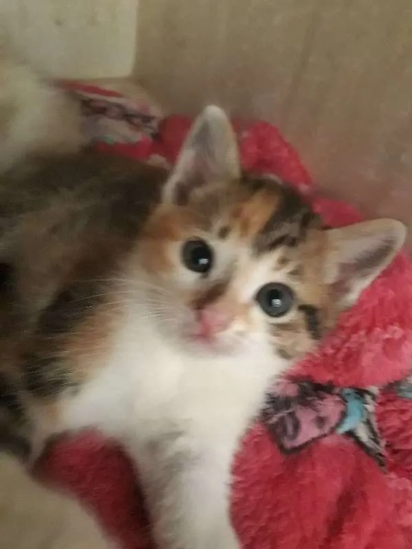 Gato ra a SRD idade Abaixo de 2 meses nome Sem Nome
