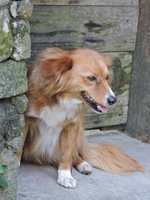 Cachorro ra a SRD idade 1 ano nome CHIQUINHA