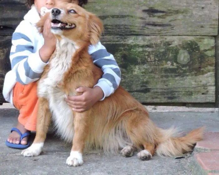 Cachorro ra a SRD idade 1 ano nome CHIQUINHA