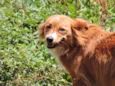 CHIQUINHA