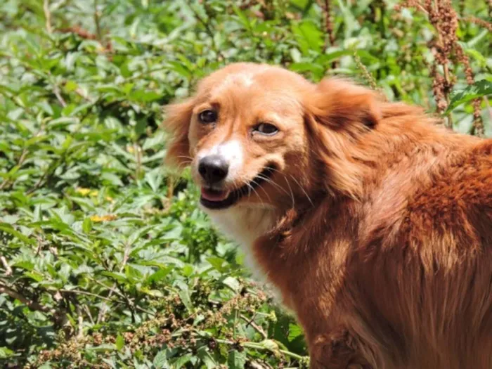 Cachorro ra a SRD idade 1 ano nome CHIQUINHA