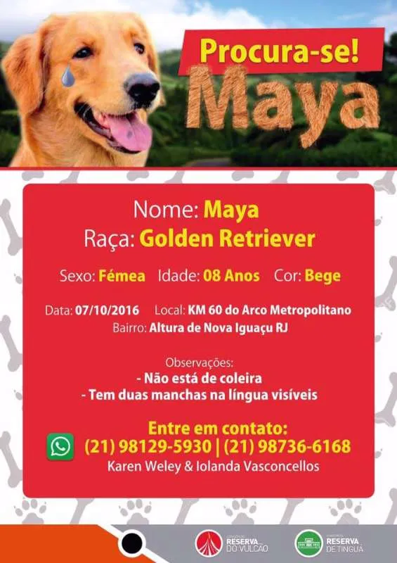 Cachorro ra a Golden Retriever idade 6 ou mais anos nome Maya