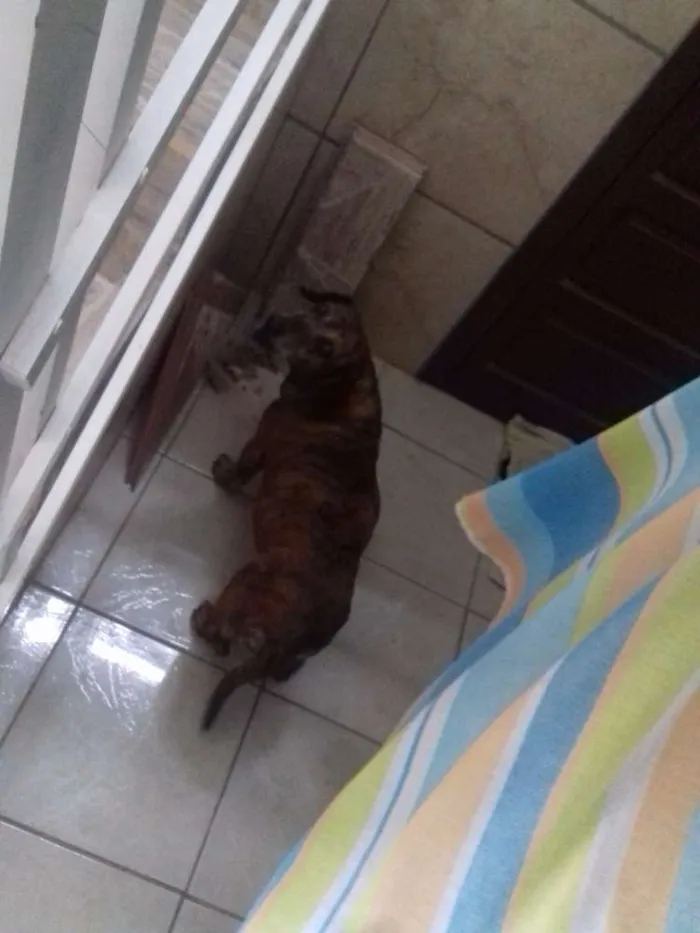 Cachorro ra a Salsicha idade 6 ou mais anos nome Nina