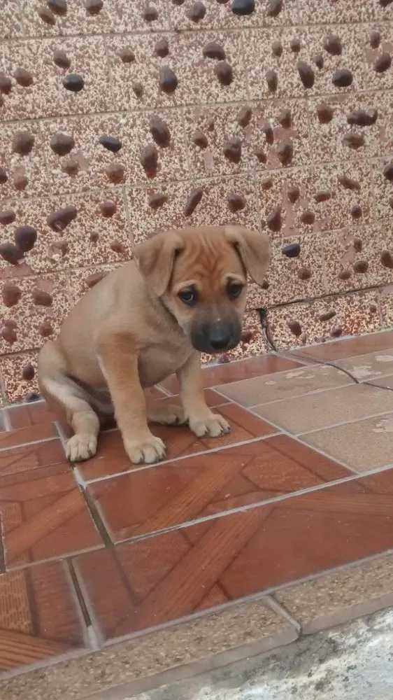 Cachorro ra a Srd idade 2 a 6 meses nome Filhotes