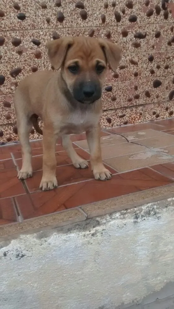 Cachorro ra a Srd idade 2 a 6 meses nome Filhotes